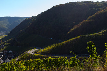 Weinstöcke am Rotweinwanderweg im Ahrtal im Gegenlicht