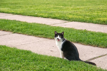 Naklejka premium Closeup black white cat sitting on floor in sunny day