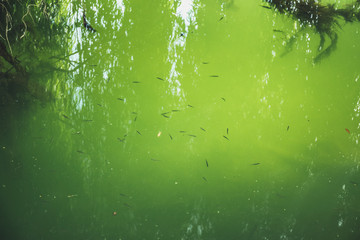 Little fishes in clean water under a trees shadow