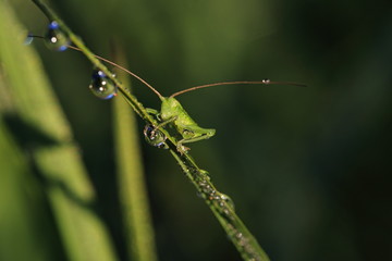 grasshopper 