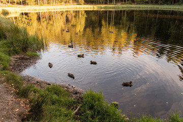 Ducks floating on the lake surface with forest in the background.