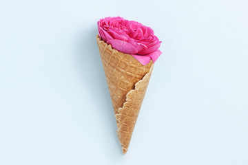 Beautiful pink rose flower on pink background with copy space