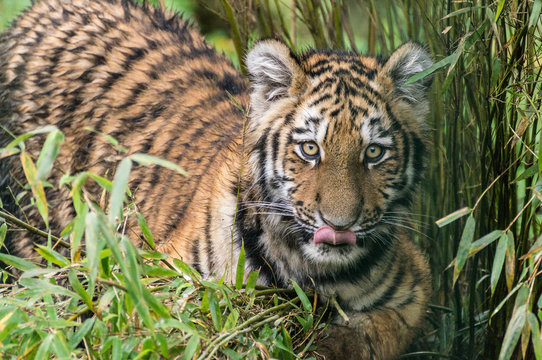 kleiner Tiger streift durch hohes Gras