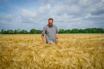 Naklejka na ściany i meble Getreideernte - Landwirt überprüft die Abreife seines Getreidefeldes