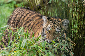kleiner Tiger streift durch hohes Gras