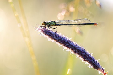 dragonfly on leaf