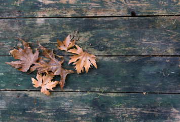 autumn leaves and wood background with text field