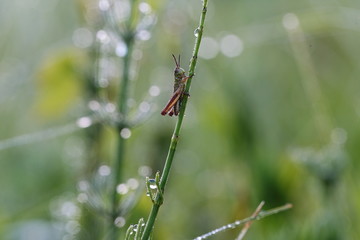  grasshopper
