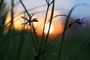 grass and sun adn flower