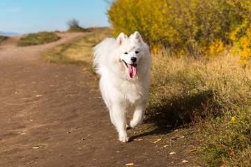 Portrait of white running Samoyed dog on a background of trailway