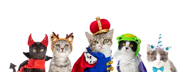 Foto op Plexiglas Cat In King Halloween Costume © adogslifephoto