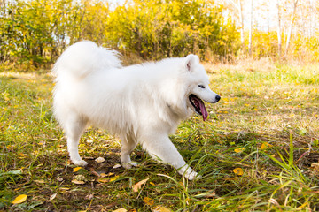 Portrait of white Samoyed dog on a background of