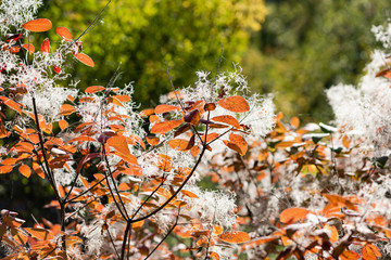 Branches with autumn leaves and fluff close up