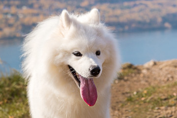 Portrait of white Samoyed dog on a background of river and hills