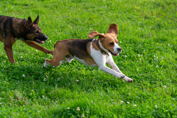 Naklejka na ściany i meble Young energetic beagle walks in the meadow. Pets on the run, dogs play with each other. Correct good behavior