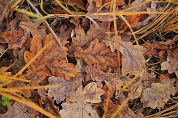 autumn oak leaves on ground