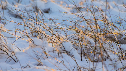 Fototapeta na wymiar icy dry grass and bushes under the snow in the sun