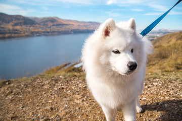 Portrait of white Samoyed dog on a background of river and hills