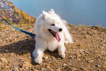Portrait of white Samoyed dog on a background of river and hills