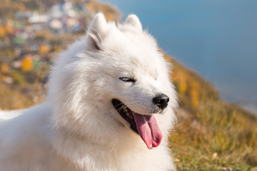Portrait of white Samoyed dog on a background of river and hills