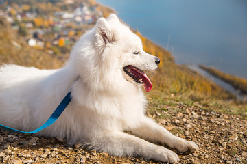 Portrait of white Samoyed dog on a background of river and hills