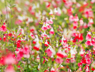 Collinsia plant flowers