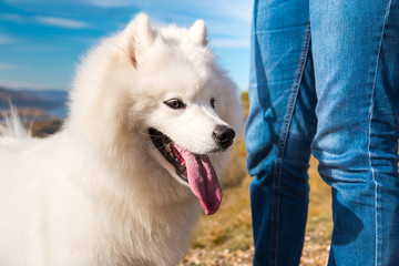 Portrait of white Samoyed dog on a background of river