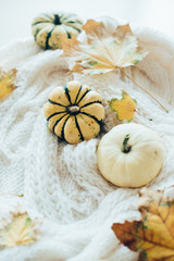 Autumn leaves and small decorative pumpkins on warm cozy knit sw
