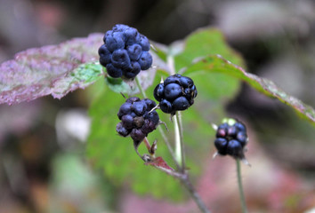 On the bush berries are black wildebeest