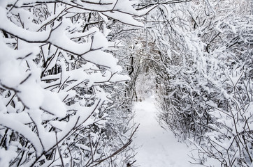 tunnel, trail in the winter forest, trees covered in snow, selective focus. Christmas Holidays...
