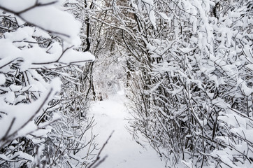 tunnel, trail in the winter forest, trees covered in snow, selective focus. Christmas Holidays Background