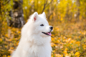 Portrait of white Samoyed dog on a background of autumnal nature