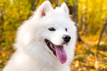 Portrait of white Samoyed dog on a background of autumn foliage