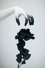 Creepy Halloween woman monster hand with white and black make up holding black rose in front of...