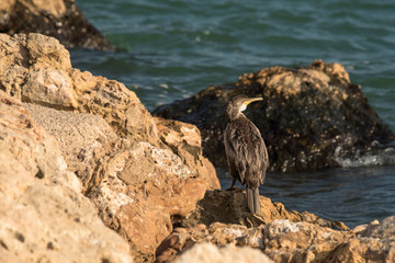 Gaviota