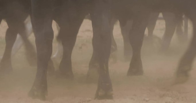 Dusty Close Up Texture Working Cattle