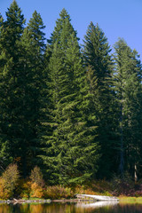 Vertical shot of tall evergreen trees by a clear mountain lake