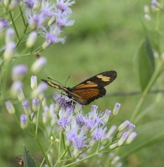 butterfly on flower