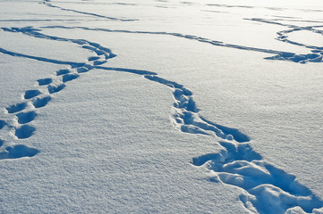 Animal tracks in snow