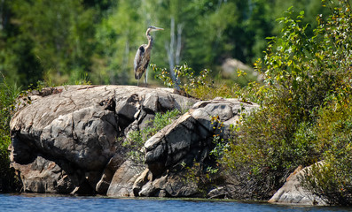 Great Blue Heron Perched on a Rock