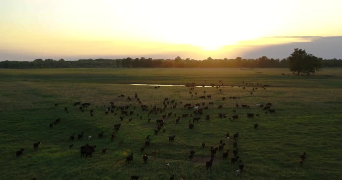 Herding Cattle at Sunset 