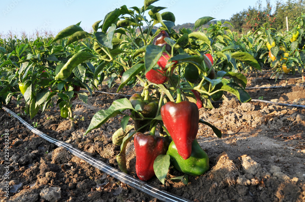 Wall mural cultivation of sweet pepper with drip irrigation