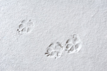 Cat paw prints in the snow.