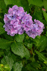 Purple hydrangea background