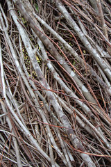 Tree branch background