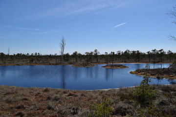 Swamps and wildlife.