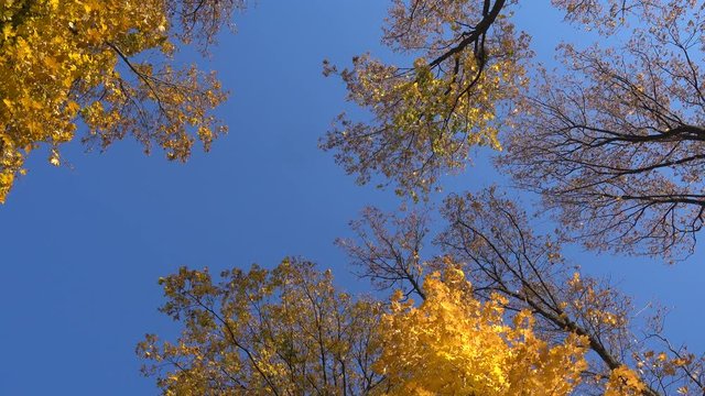 rotating maple trees with falling leaves, high angle view
