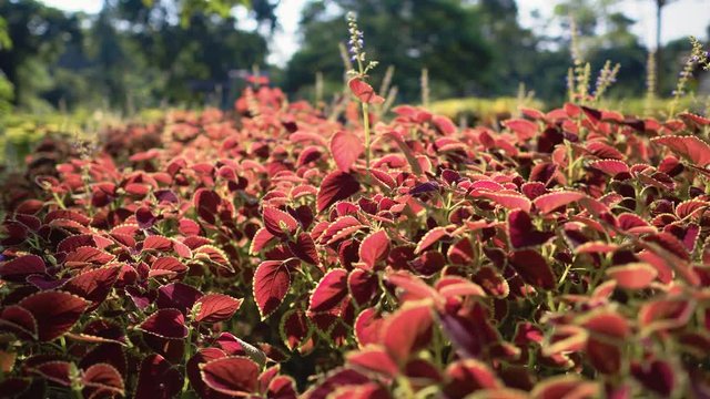 Dolly and PAN Shot of Orange-Red Coleos In 4K