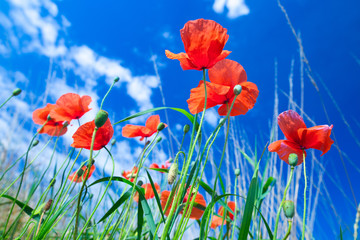 Obraz premium Kwiaty czerwonych maków w zielonej trawie na łące. Błękitne niebo z chmurami cumulus. Magiczne lato w małym zagłębiu polnego krajobrazu. Temat koncepcyjny: Natura. Klimat. Ekologia.