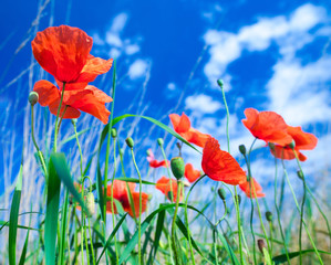 The flowers of the red poppies in the green grass on meadow. Blue sky with cumulus clouds. Magic summertime in the small dept of field landscape. Concept theme: Nature. Climate. Ecology.